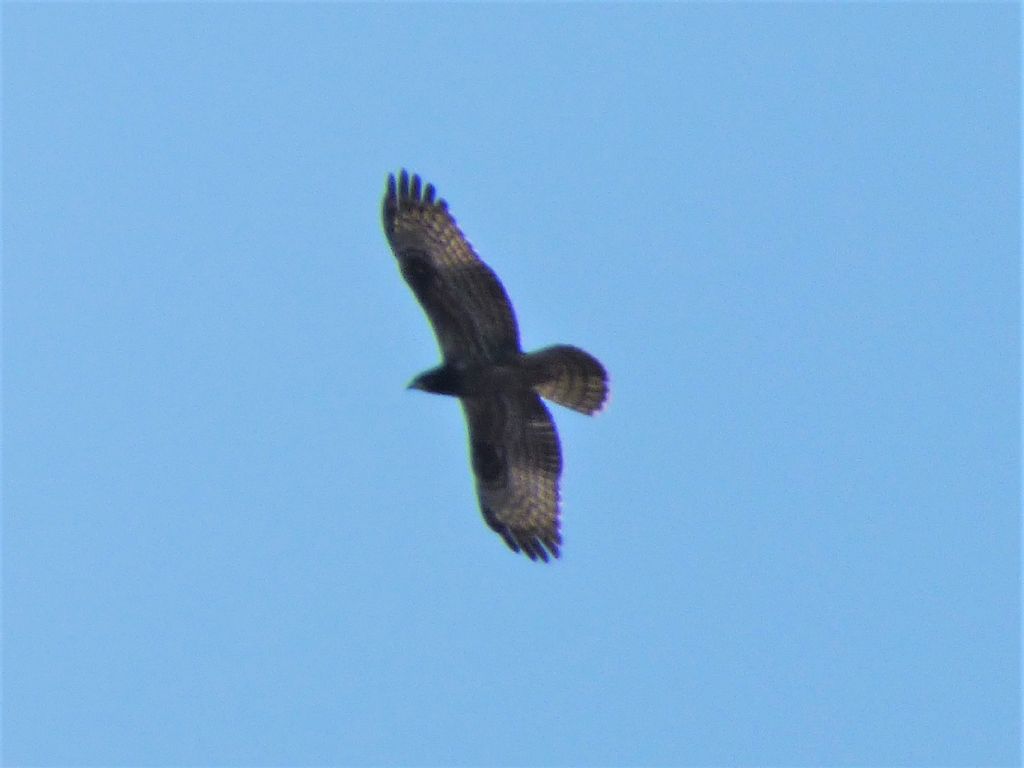 Ultimi pecchiaioli (Pernis apivorus) in migrazione